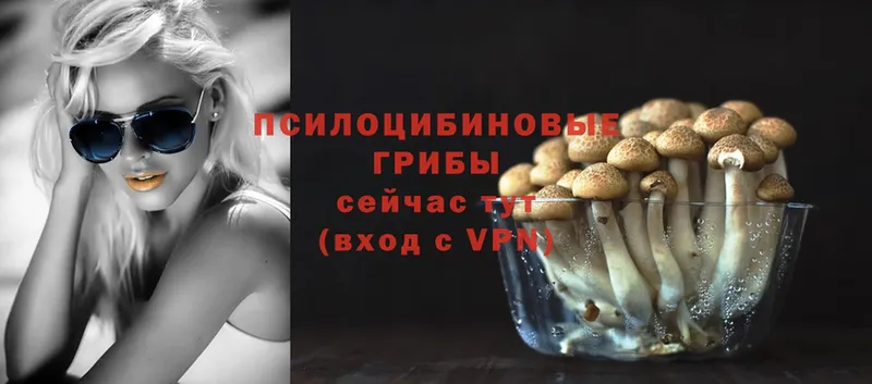 Псилоцибиновые грибы Psilocybe  цены   Нижнекамск 